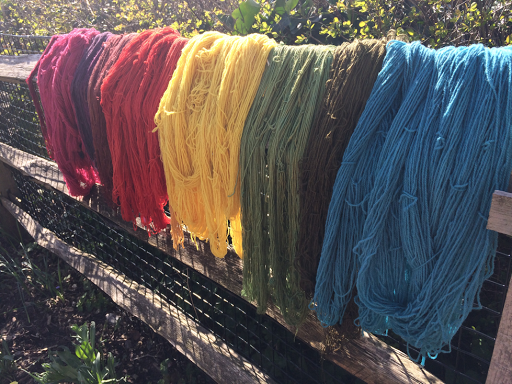 hanks of wool drying in the sun