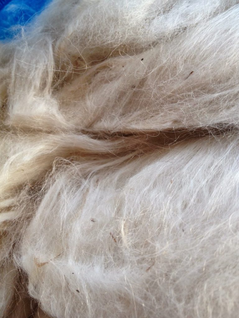 alpaca fleece carded